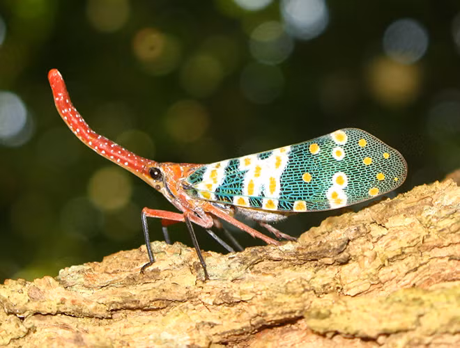 Đặc biệt, bọ đèn lồng được nhiều người chú ý vì trong đêm tối, những chiếc cánh đầy màu sắc với khả năng phản xạ ánh sáng sẽ khiến chúng tỏa sáng lung linh.