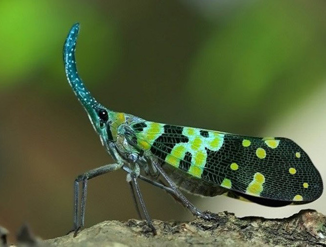 Con bọ có chiếc mũi dài này có tên là bọ đèn lồng hoặc bọ voi… Tùy theo cảm nhận của từng người mà con bọ này được đặt những cái tên khác nhau.