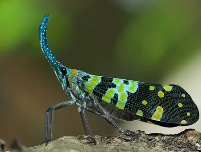 Con bọ có chiếc mũi dài này có tên là bọ đèn lồng hoặc bọ voi… Tùy theo cảm nhận của từng người mà con bọ này được đặt những cái tên khác nhau.