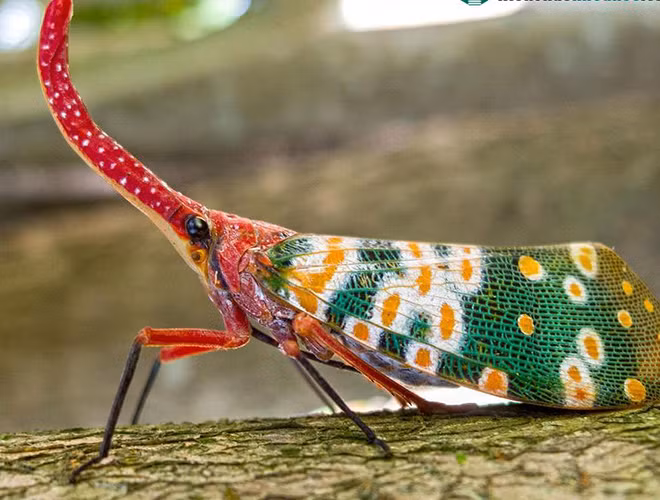 Bọ đèn lồng là một loài côn trùng nhiệt đới và sống nhờ nhựa thực vật, do đó, chiếc "mũi" này có nhiệm vụ giúp chúng trong việc hút nhựa cây một cách dễ dàng hơn.