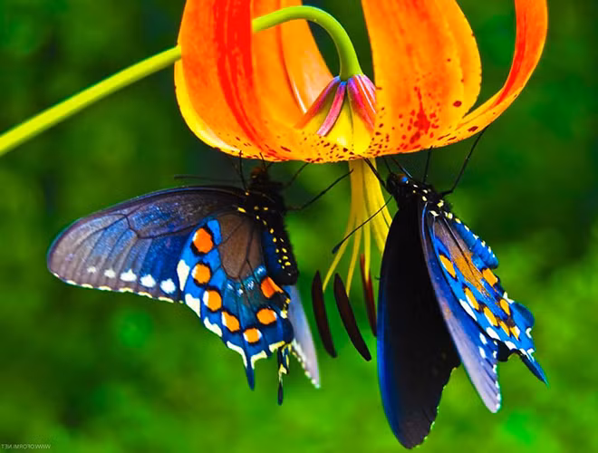 Loài bướm này được biết đến từ năm 1906, người ta quyết định lấy tên của nữ hoàng Alexandra đặt cho nó để tôn vinh bà. Chúng phân bố hạn chế tại các khu rừng thuộc tỉnh Oro ở miền Đông Papua New Guinea.