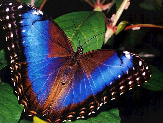 Bướm nữ hoàng Alexandra được ghi nhận là loài bướm lớn nhất trên thế giới. Khi trưởng thành chúng có thể đạt sải cánh tới 31 cm, chiều dài cơ thể khoảng 8 cm và khối lượng lên đến 12 gram.