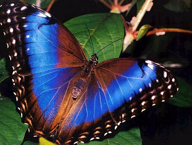 Bướm nữ hoàng Alexandra được ghi nhận là loài bướm lớn nhất trên thế giới. Khi trưởng thành chúng có thể đạt sải cánh tới 31 cm, chiều dài cơ thể khoảng 8 cm và khối lượng lên đến 12 gram.