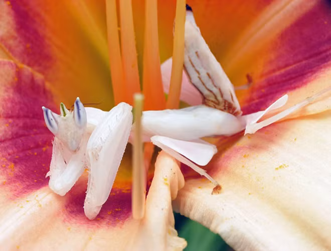 Bọ ngựa phong lan (Hymenopus coronatus) có bề ngoài nổi bật, giống hệt bông hoa phong lan. Loài côn trùng này đã tận dụng lợi thế về ngoại hình có vẻ đẹp quyến rũ, màu sắc hài hòa để ngụy trang và rình vồ con mồi.