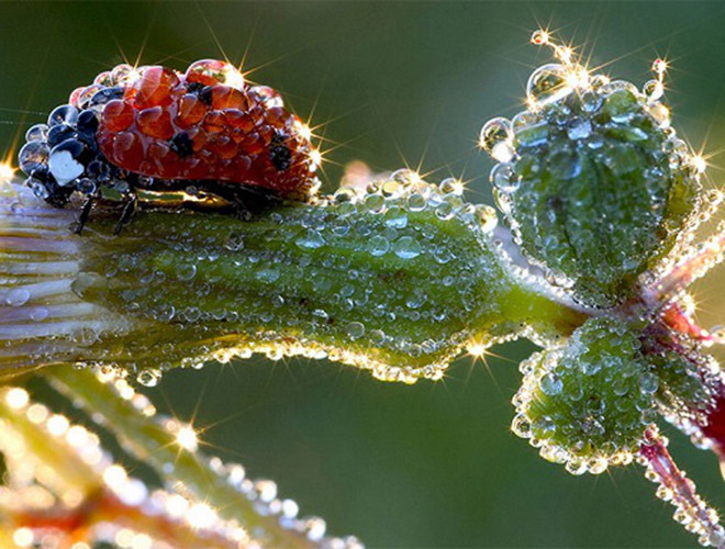 Bọ rùa sống nhiều ở vùng ôn đới, đặc biệt là châu Âu. Vào mùa xuân, rệp rừng từ trứng nở ra, bọ rùa cũng "thức giấc" sau kì trú đông, vì thế chúng có đủ lượng thức ăn dồi dào.