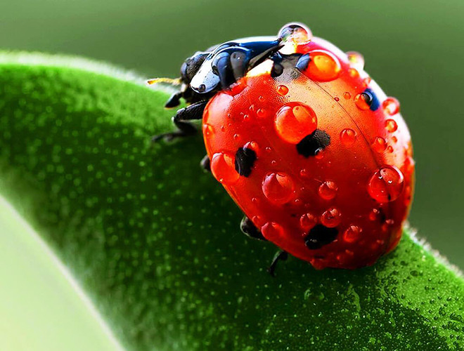 Bọ rùa là tên gọi chung cho các loài côn trùng có đầu đen, thân hình bầu dục, ngắn, mái vòm, 6 chân, có nhiều chấm đen trên đôi cánh cứng màu cam đỏ.