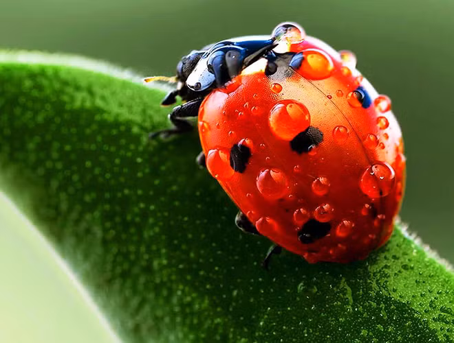 Bọ rùa là tên gọi chung cho các loài côn trùng có đầu đen, thân hình bầu dục, ngắn, mái vòm, 6 chân, có nhiều chấm đen trên đôi cánh cứng màu cam đỏ.