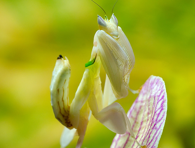 Loài bọ ngựa này thường sống chủ yếu tại các khu rừng mưa ở các nước Đông Nam Á, chủ yếu là Malaysia và Indonesia, khi trưởng thành, chúng thường có chiều dài từ 2-3 cm, thức ăn chủ yếu là dế cỏ và ruồi.