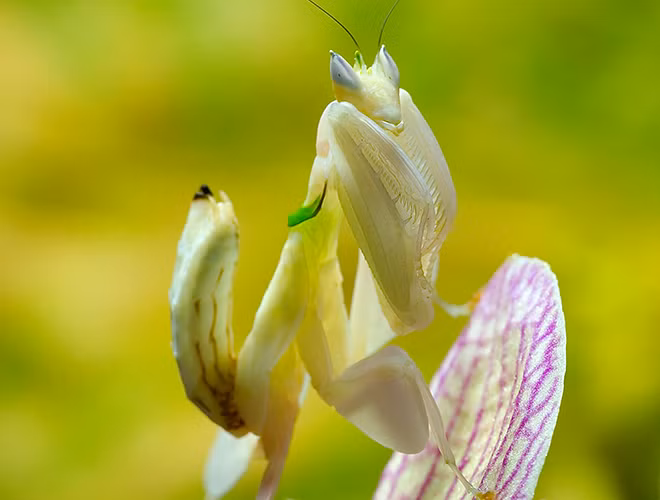 Loài bọ ngựa này thường sống chủ yếu tại các khu rừng mưa ở các nước Đông Nam Á, chủ yếu là Malaysia và Indonesia, khi trưởng thành, chúng thường có chiều dài từ 2-3 cm, thức ăn chủ yếu là dế cỏ và ruồi.