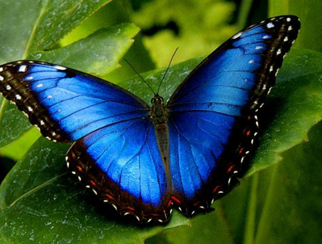 Tuy nhiên hiện chúng cũng đang phải đối diện với nguy cơ tuyệt chủng trong tự nhiên rất cao do bị tìm bắt quá nhiều và cả sự biến đổi khí hậu và mất môi trường sinh sống.