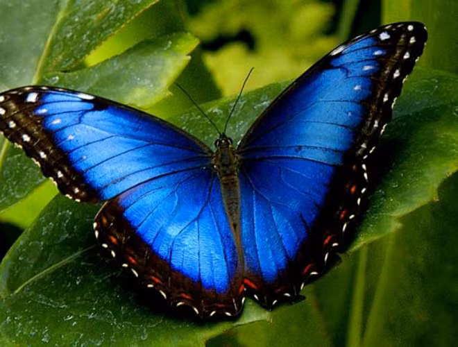 Tuy nhiên hiện chúng cũng đang phải đối diện với nguy cơ tuyệt chủng trong tự nhiên rất cao do bị tìm bắt quá nhiều và cả sự biến đổi khí hậu và mất môi trường sinh sống.