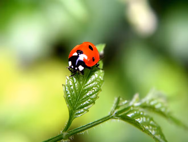 Màu sắc và các chấm tròn trên lưng của chúng là món vũ khí để cảnh báo đến động vật săn mồi khác rằng chúng không dễ khuất phục. Một số bọ rùa còn giả chết và tiết ra mùi hôi từ chân để xua đuổi kẻ thù.