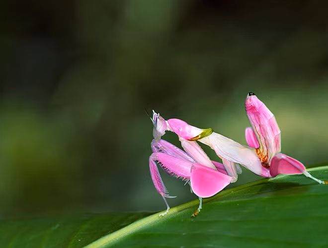 Đây là loài duy nhất trên thế giới mà có thể săn mồi nhờ hình dáng giống một bông hoa. Dù ở cách xa các bông hoa thật, chúng vẫn có thể thu hút các loài côn trùng thụ phấn.