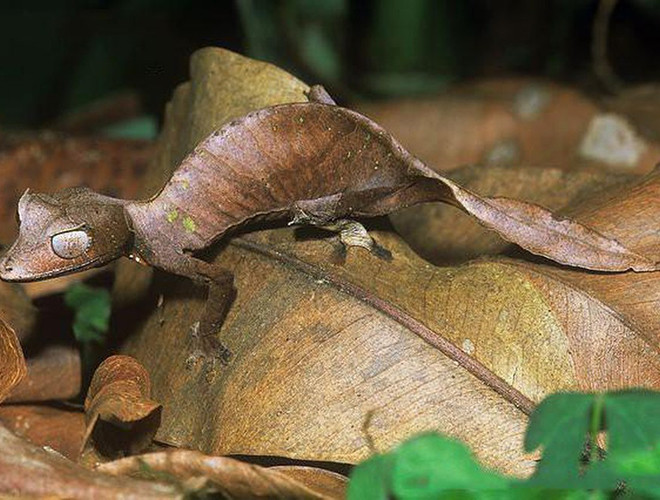 Tắc kè quỷ Satan đuôi lá (tên khoa học Uroplatus phantasticus) là một loài tắc kè bản xứ của đảo Madagascar và chỉ xuất hiện vào ban đêm. Loài tắc kè này có ngoại hình xấu xí, hệt như chiếc lá cây khô héo với cặp sừng nhỏ, ánh mắt sắc cùng nụ cười đầy sát khí.