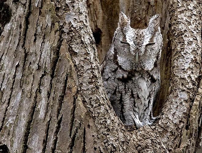 Cú sừng có bộ lông màu xám với các vệt hoa văn có thể thay đổi theo môi trường xung quanh. Việc "biến hình" màu lông trùng màu với vỏ cây giúp chúng dễ dàng có được những bữa ăn ngon, đồng thời bảo vệ mình khỏi những kẻ săn mồi.