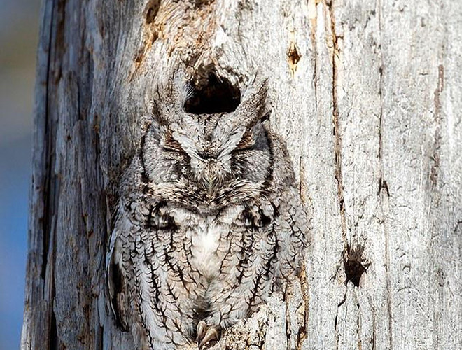 Cú sừng Eastern screech là loài chim ăn đêm, được tìm thấy trong nhiều môi trường sống khác nhau nhưng nhiều nhất là ở Bắc Mỹ và Canada. Một con cú trưởng thành có chiều dài cơ thể khoảng 18-25cm nhưng lại có sải cánh rất rộng, đạt từ 46-61cm.