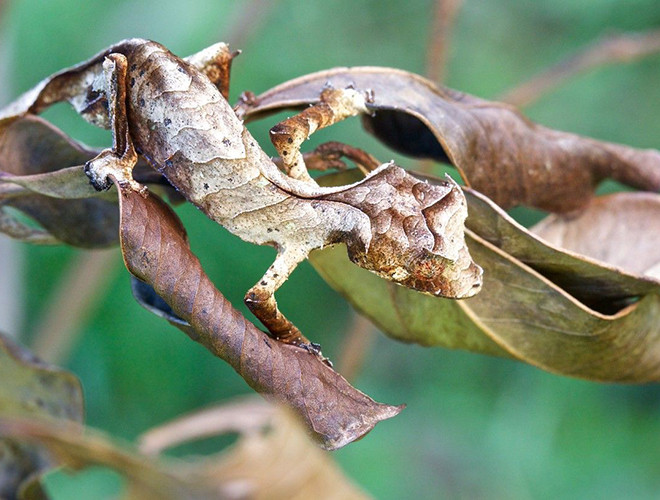 Chúng dành cả ngày treo mình bất động trên những nhánh cây hoặc chui rúc trong những tán cây khô.