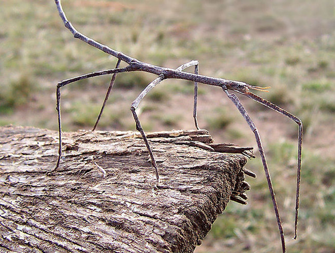 Xét về khả năng ngụy trang, bọ que xứng đáng đứng đầu trong thế giới động vật. Cơ thể của chúng kéo dài, giống hệt một nhành cây khô. Sự ngụy trang hoàn hảo này giúp chúng tránh được sự phát hiện của kẻ thù. Ngoài ra, màu sắc của chúng cũng thay đổi tùy theo môi trường.