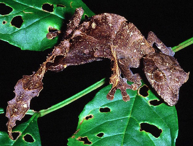 Tắc kè quỷ Satan được mệnh danh là "bậc thầy" ngụy trang trong giới động vật. Màu sắc cơ thể của chúng biến đổi theo nhiều màu từ be, ghi và nâu… nên rất dễ hòa mình vào thiên nhiên xung quanh.