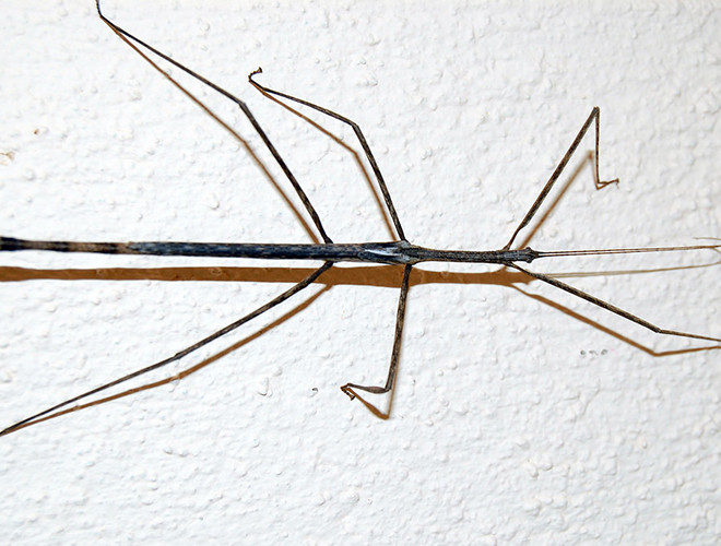 Không chỉ dừng lại ở việc "sao chép" hình dáng hay màu sắc, loài côn trùng này thậm chí còn bắt chước được cả chuyển động của vật mà mình hóa thân thành.