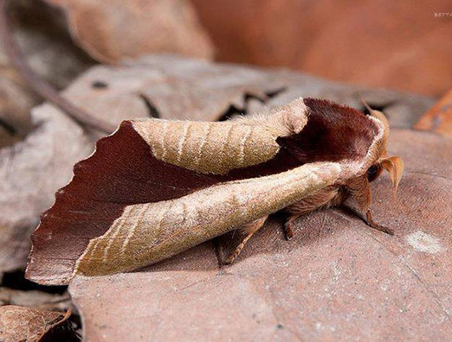 Để tránh kẻ thù phát hiện, bướm đê.m Uropyia meticulodina thường ngụy trang thành một chiếc lá khô, với những đường gân nhỏ, giống những chiếc lá thật tới mức kỳ lạ. Đặc biệt, tuy không phải là loài bướm duy nhất có hình dáng giống một chiếc lá khô, nhưng Uropyia meticulodina là loài duy nhất sở hữu đôi cánh với hình dáng cuộn tròn.