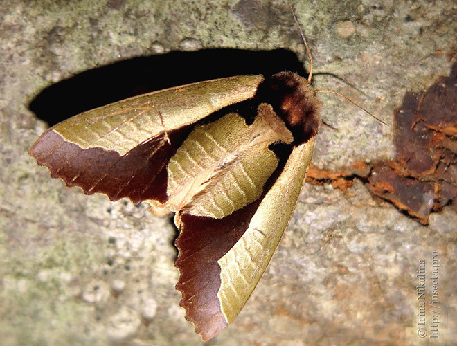 Đặc biệt hơn nữa là hình ảnh cánh cuộn tròn này thật ra cũng là ảo ảnh quang học. Đôi cánh của chúng vẫn phẳng lì như bất cứ loài bướm nào khác, dài khoảng 45 - 55mm. Bởi các vảy nhỏ trên cánh của chúng đã góp một phần không nhỏ để tạo ra hiệu ứng cuộn tròn.
