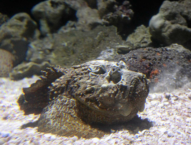 Cơ thể chúng có thể dài đến 50cm và sở hữu 13 gai nhọn chứa nọc độc trên lưng. Nọc độc của cá mặt quỷ có thể gây suy tim nếu con người vô tình chạm vào các gai độc của chúng.