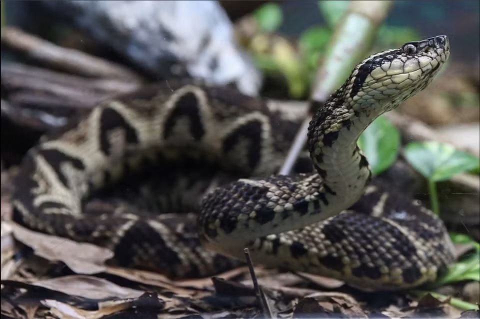 "Chúng tôi đã chứng minh được thành phần nọc rắn này có thể ức chế một loại protein rất quan trọng của virus corona", Rafael Guido, Giáo sư Đại học Sao Paulo và là tác giả của nghiên cứu cho biết.