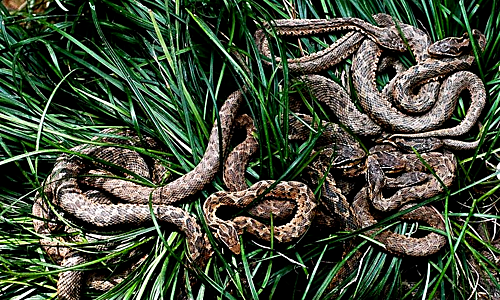 Với số lượng rắn độc nhiều như vậy, chính phủ Brazil đã cấm người dân đặt chân lên đảo để đảm bảo an toàn cho mọi người.