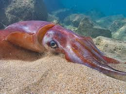 "Những quả trứng này vô cùng hiếm gặp. Nếu tôi ở đó, tôi sẽ hét lên vì vui sướng. Tôi hy vọng các thợ lặn hiểu họ may mắn thế nào khi nhìn thấy nó", nhà sinh vật học Rebecca Helm tiết lộ.