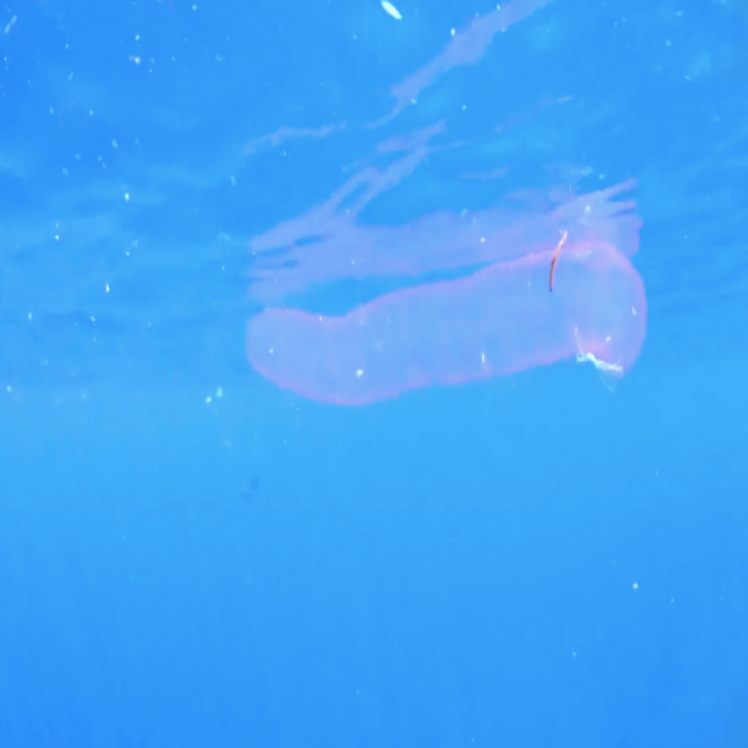 Trước sự việc này, một số chuyên gia, nhà khoa học tiến hành nghiên cứu nhằm giải mã "quái vật biển" mà Jay Winks đã gặp khi lặn biển thực chất là gì.