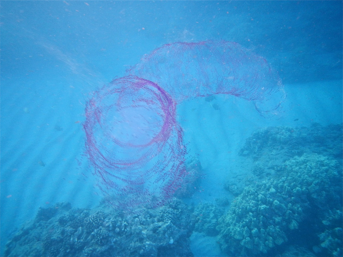 Sau một thời gian nghiên cứu, các chuyên gia phát hiện vật thể màu hồng phát sáng không phải sinh vật mà là một bọc trứng khổng lồ.