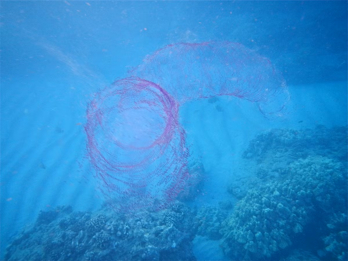 Sau một thời gian nghiên cứu, các chuyên gia phát hiện vật thể màu hồng phát sáng không phải sinh vật mà là một bọc trứng khổng lồ.