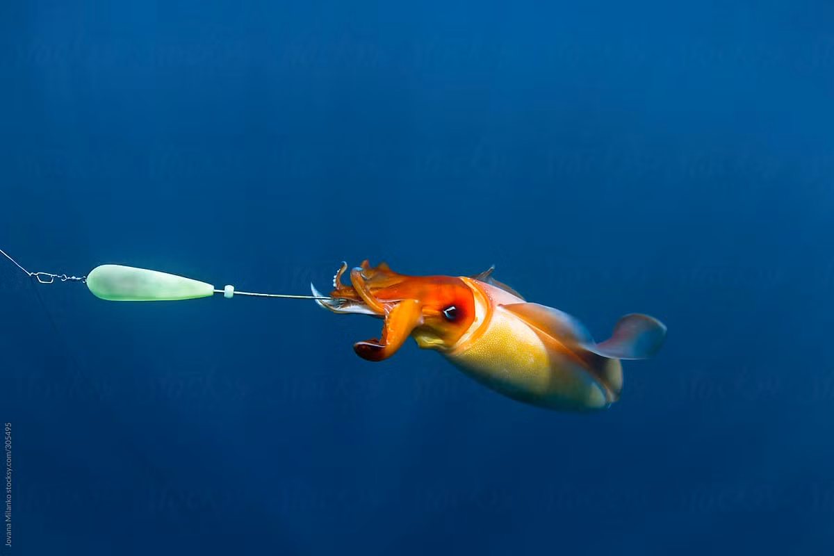 Theo các nhà khoa học biển, ước tính những bọc trứng của mực kim cương có thể chứa từ 24.000 - 43.000 mực con. Dù tuổi thọ chỉ kéo dài 1 năm nhưng mực con có thể nhanh chóng đạt tới chiều dài hơn 1m và nặng tới 30 kg.