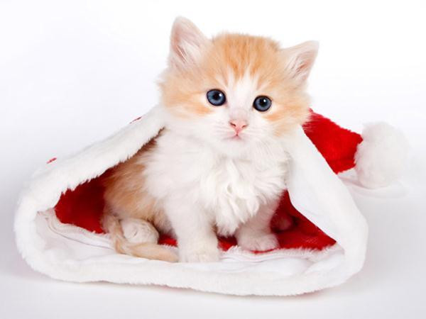 Tuổi Mão. Đa số người tuổi Mão khá hiền lành, sống chất phác không thích màu mè, những điều tốt đẹp hơn sẽ đến với bạn trong năm Nhâm Dần 2022, đặc biệt là vào nửa cuối năm.