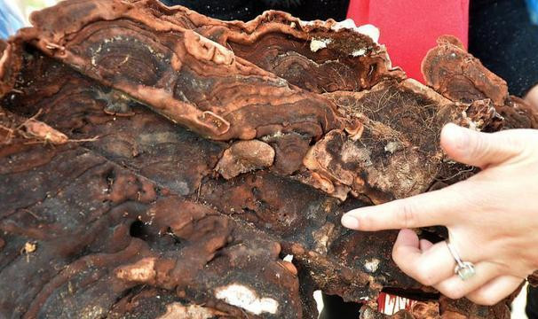 Tuy nhiên, Lý Vỹ Cản bất ngờ nhìn thấy một vật lạ ở trên đỉnh đầu bộ hài cốt trông giống một "miếng thịt ba chỉ". Vì vậy, người này quyết định đợi trời tối bí mật mang vật lạ trên về nhà. Ảnh: Sohu.