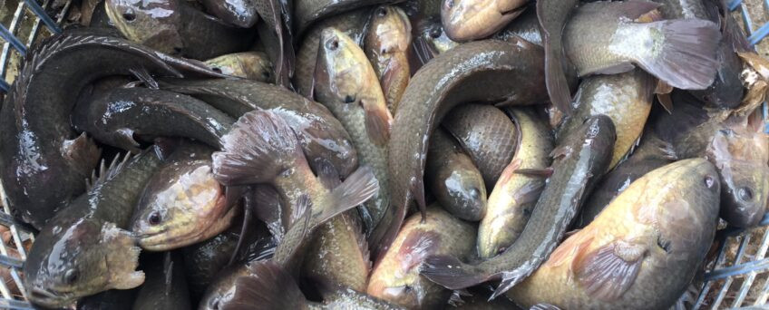 Loài cá này có tốc độ sinh trưởng tương đối chậm. Sau 6 tháng nuôi, các cá thể cá rô đồng đạt trọng lượng từ 60 - 100g/con. Về sinh sản, cá đẻ trứng 3 - 4 lần/năm.