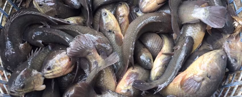 Loài cá này có tốc độ sinh trưởng tương đối chậm. Sau 6 tháng nuôi, các cá thể cá rô đồng đạt trọng lượng từ 60 - 100g/con. Về sinh sản, cá đẻ trứng 3 - 4 lần/năm.