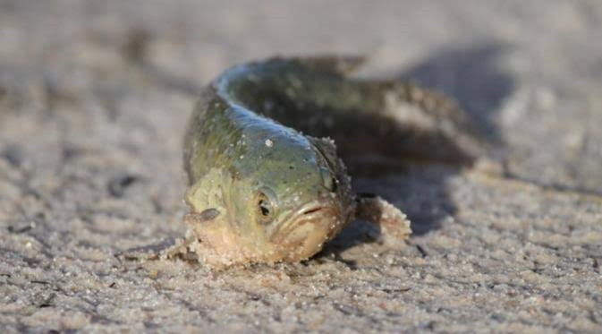 Ngoài ra, khi vào mùa mưa bão, nước ao hồ thường đầy nên loài cá rô đồng có thể dễ dàng nhảy lên bờ "đi bộ".