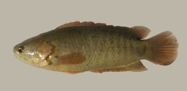 Cá rô đồng có thân hình bầu dục, dẹp bên và cứng chắc. Nó có vảy lược phủ toàn thân.