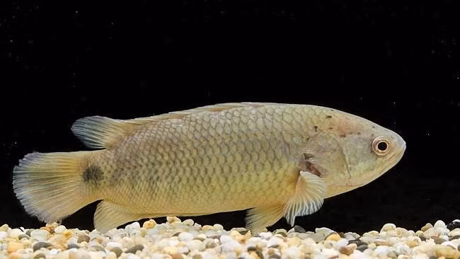 Thức ăn "khoái khẩu" của cá rô đồng là những loài động vật phù du cỡ nhỏ như giáp xác râu ngành, giun ít tơ, ấu trùng tôm cá.