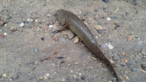 Theo các chuyên gia, sở dĩ cá rô đồng có thể sống lâu trên cạn sau khi lên bờ "đi bộ" là nhờ cơ quan hô hấp nằm ngay phía trên mang.