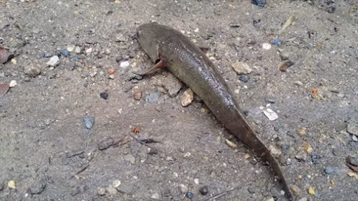 Theo các chuyên gia, sở dĩ cá rô đồng có thể sống lâu trên cạn sau khi lên bờ "đi bộ" là nhờ cơ quan hô hấp nằm ngay phía trên mang.