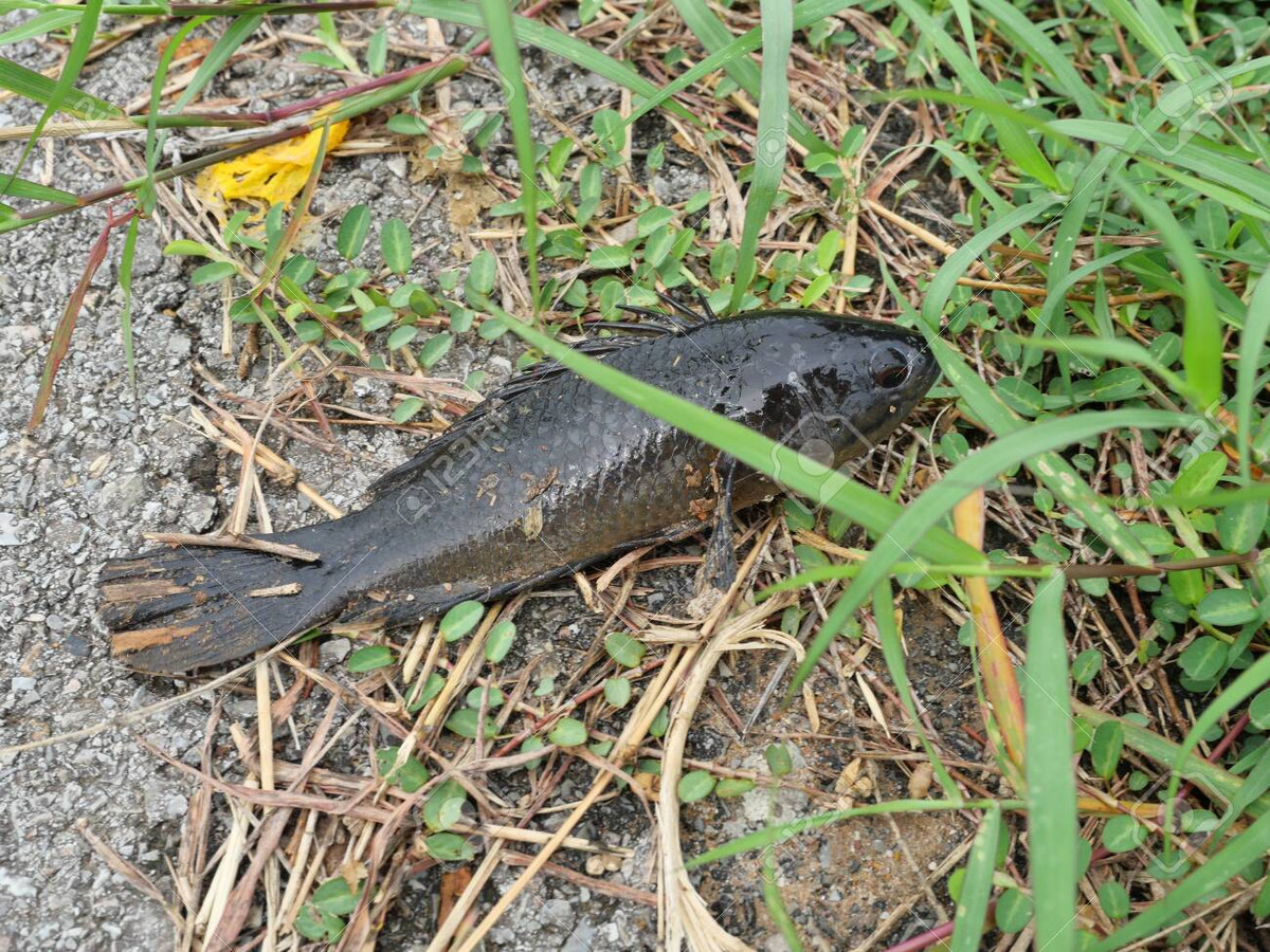 Thêm nữa, cá rô đồng còn có vây bụng cứng cùng nhiều gai sắc giúp chúng có thể "di chuyển" trên cạn khi bề mặt cơ thể được giữ ẩm.