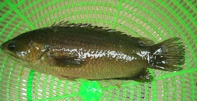 Tại nhiều vùng nông thôn ở Việt Nam, người dân có thể dễ dàng bắt được cá rô đồng khi chúng nhảy lên bờ sau những cơn mưa to.