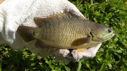 Trong môi trường tự nhiên, cá rô đồng sống trong sông ngòi, ao, hồ, mương, suối, ruộng... Tại môi trường nhân tạo, loài cá này được nuôi trong bể xi măng.