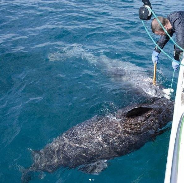 Nhà sinh vật học Julius Nielsen của Trường ĐH Copenhagen (Đan Mạch) sau một cuộc nghiên cứu kéo dài đã phải thốt lên: "Ngay từ đầu, chúng tôi đã đoán chúng là loài vật trường thọ nhưng không ngờ chúng lại sống lâu tới thế"