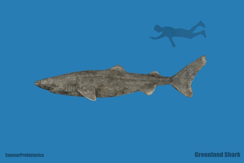 Thêm một yếu tố hoàn hảo giúp cho việc sống trường thọ, đó là loài thủy quái này gần như không có thiên địch khi ẩn giấu cơ thể khổng lồ mãi dưới đáy đại dương.