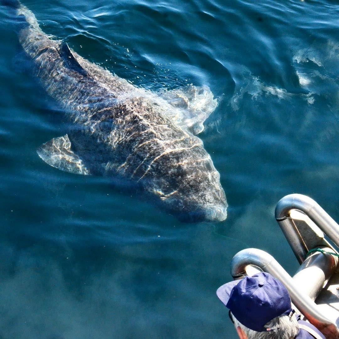 Dù có vóc dáng khổng lồ, song điều thu hút các nhà khoa học đại dương hơn cả chính là tuổi thọ của loài cá cổ xưa này.
