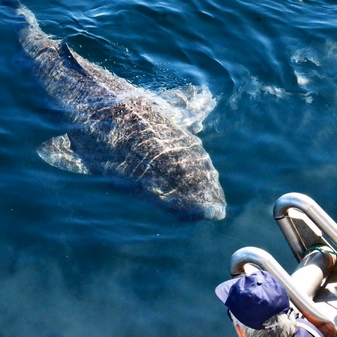 Dù có vóc dáng khổng lồ, song điều thu hút các nhà khoa học đại dương hơn cả chính là tuổi thọ của loài cá cổ xưa này.